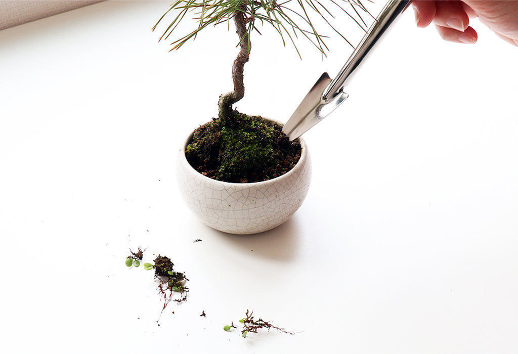 bonsai _repotting