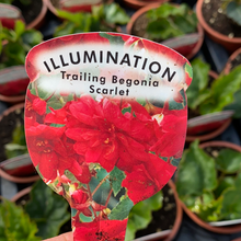 Load image into Gallery viewer, Scarlet Trailing Begonia - POT
