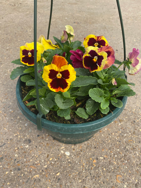 10.5cm, Mini Cyclamen (Autumn, Spring)  Quality, Affordable, Fresh,  Greenhouse to Garden