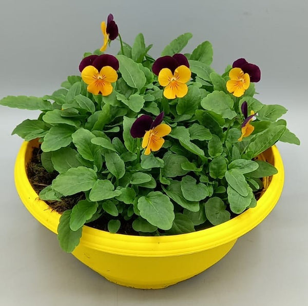 1 x 23cm Viola Patio Bowl  (Spring, Summer, Autumn)
