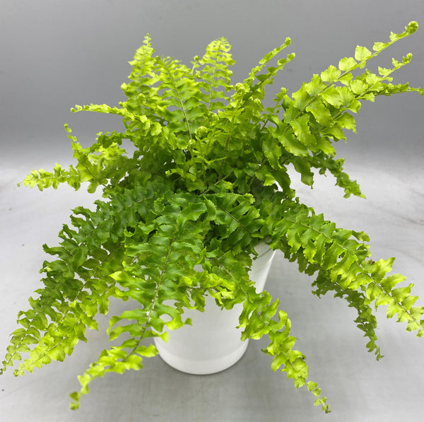 Shop Indoor Ferns at Plants by Woodlark Nurseries | Plants by Woodlark ...