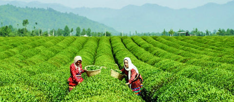 Lahijan Tea cultivation for Yalda Tea