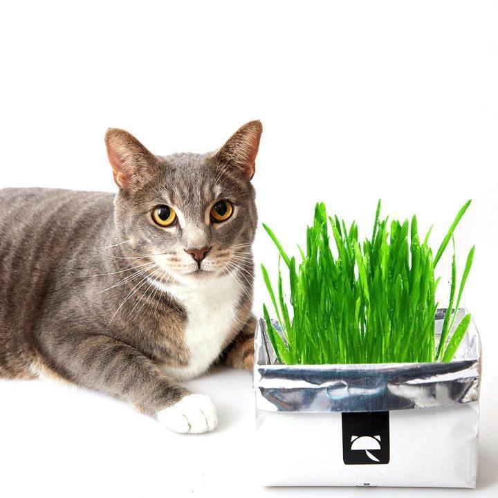 Organic Easy to Plant Fast Growing Indoor Cat Grass ...