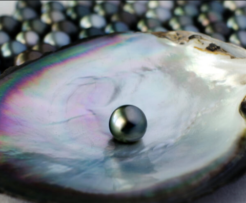 Tahitian Pearls in an oyster shell 