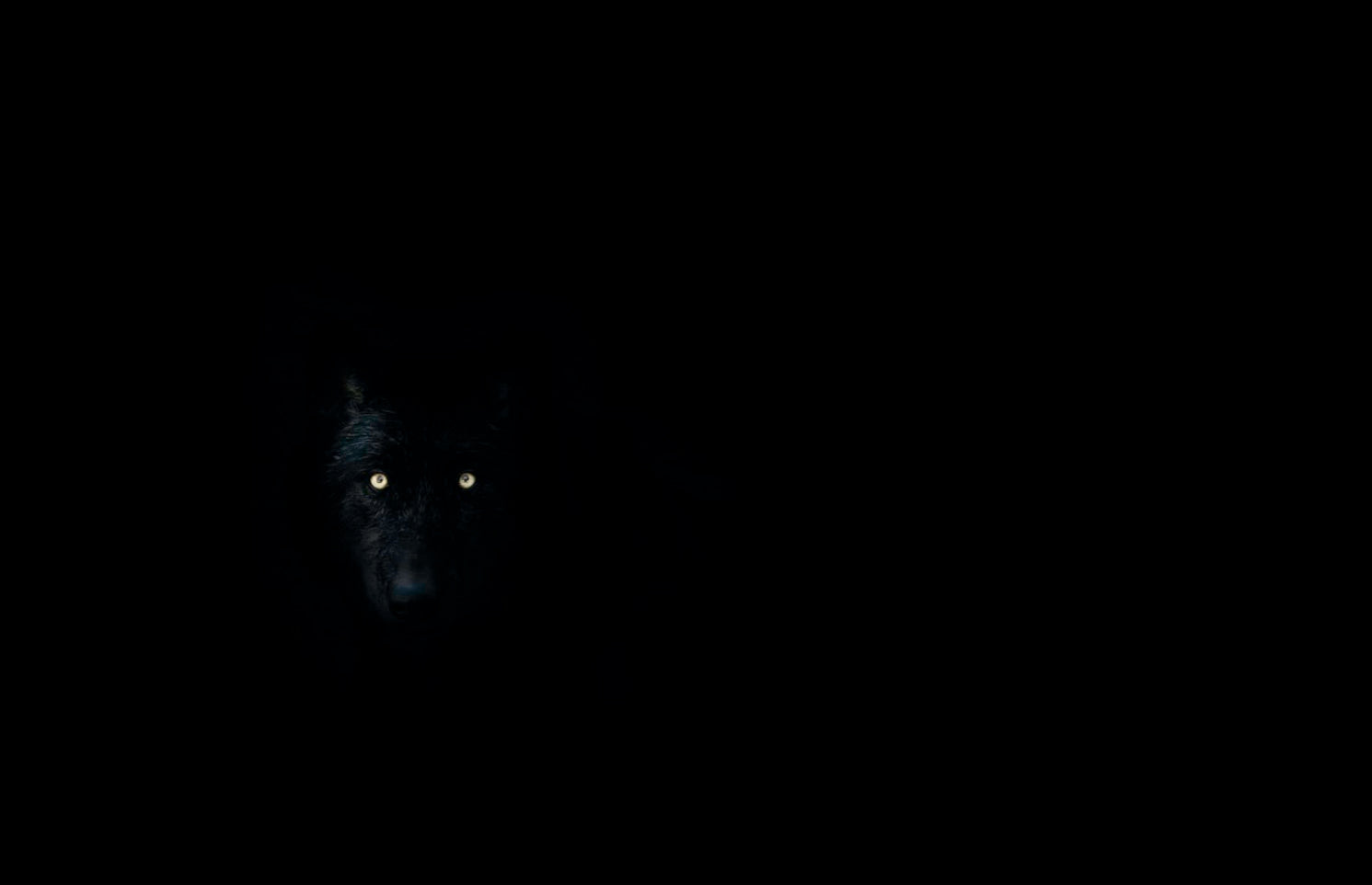 wolf eyes in the dark hd
