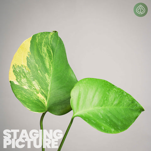 Yellow variegated Monstera deliciosa | Buy online || Best Buds