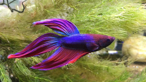 veiltail betta fish male