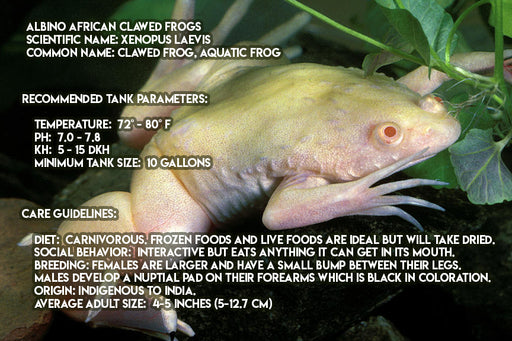 Solomon Island Leaf Frog — Toadally Frogs LLC