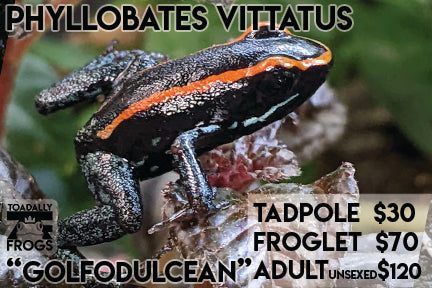 CB Epipedobates anthonyi 'Santa Isabel' — Toadally Frogs LLC