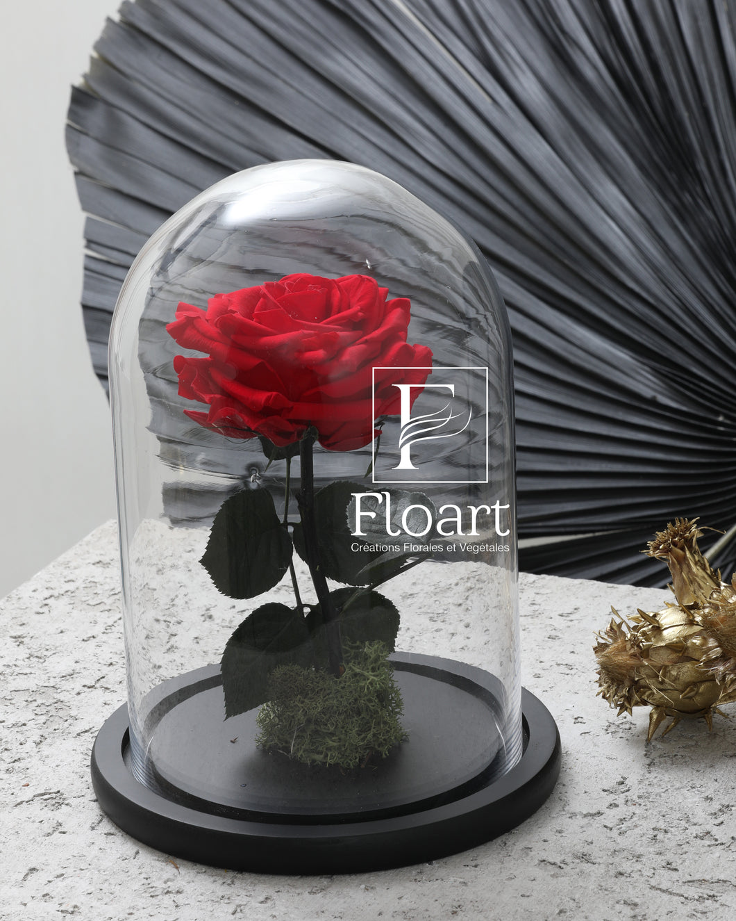 Rose éternelle rouge sous cloche Medium – FLOART Maroc