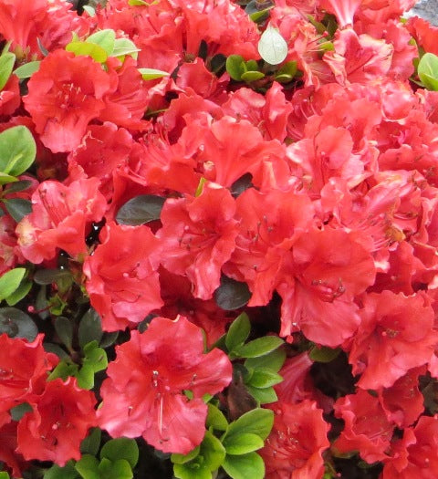 Azalea 