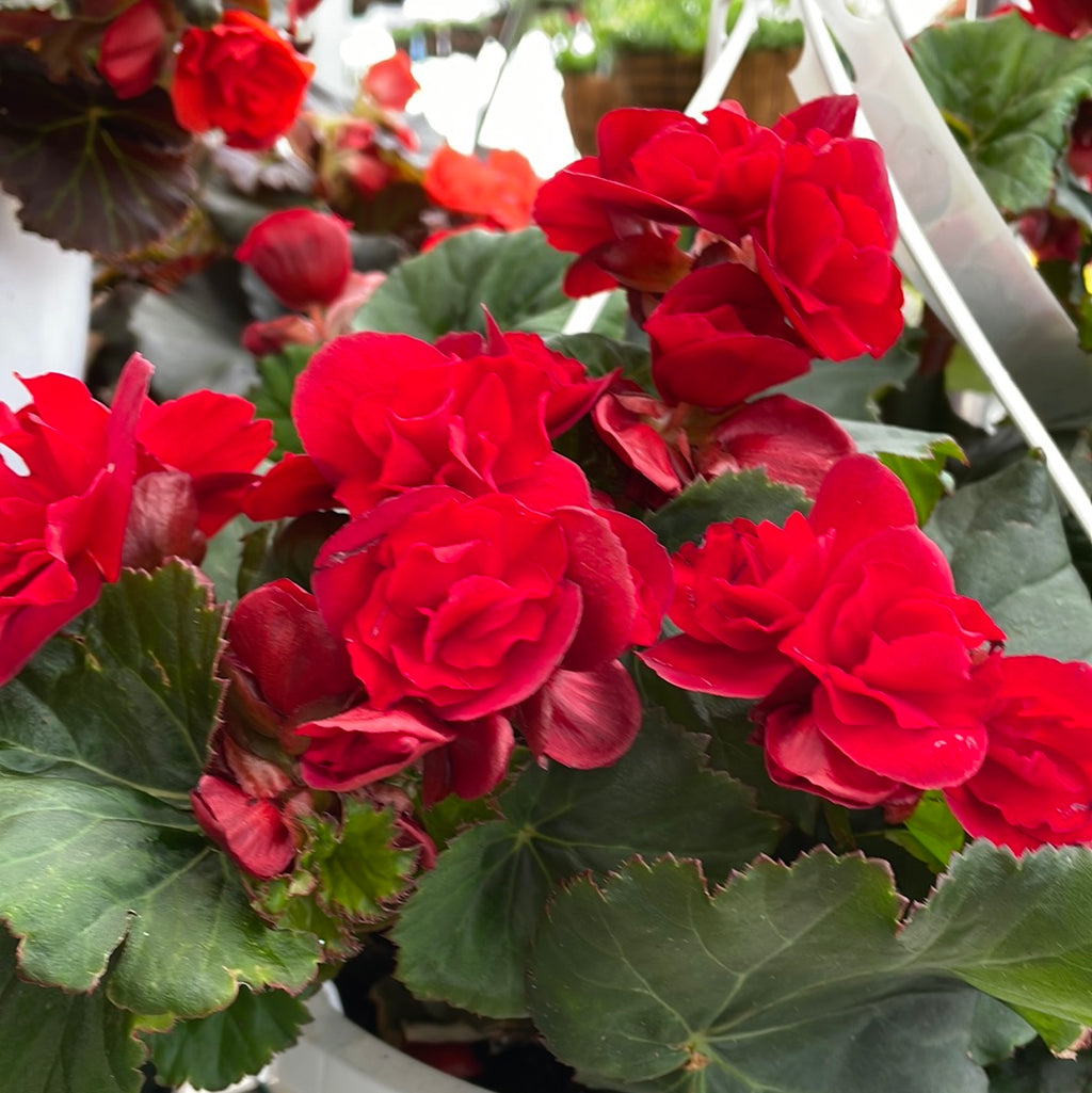 Begonia - Solenia Hanging Basket – The Grainery Greenhouse