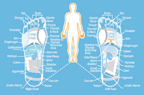 Reflexology Footmap