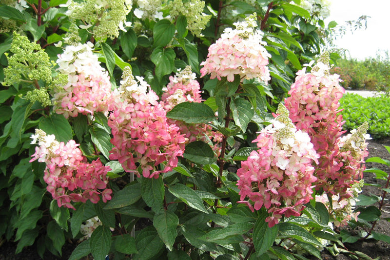 lavalamp hydrangea