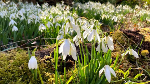 Snowdrops at Dimminsdale snowdrop garden in the national trust.