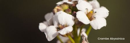 Armonia d’Africa (nutriente)