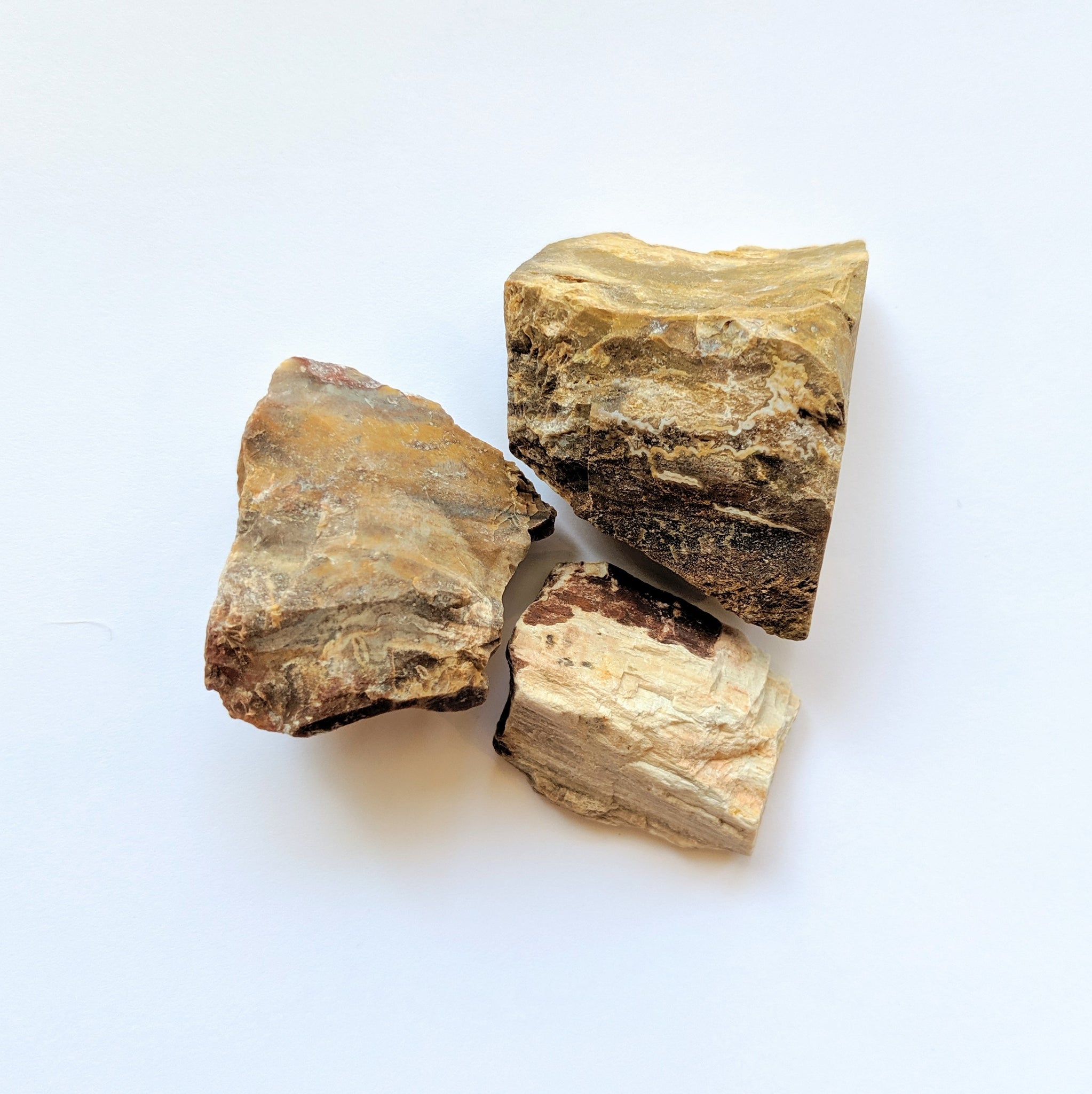 petrify wood