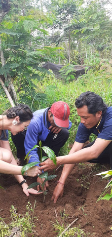 Meiling planting coffee in 2020