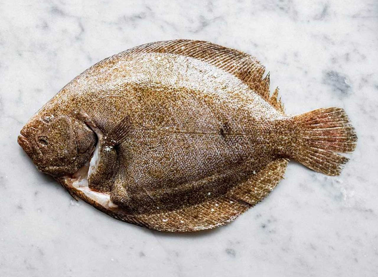 Turbot: A Delicious Flatfish – Recette Magazine