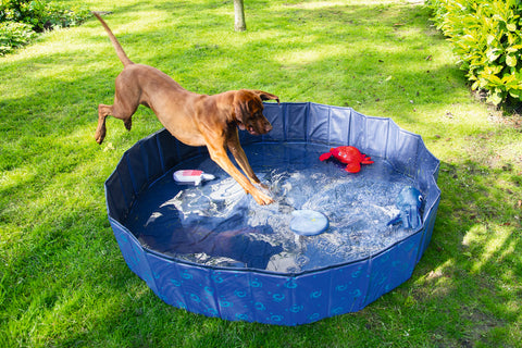beeztees zomer spelen honden water pret
