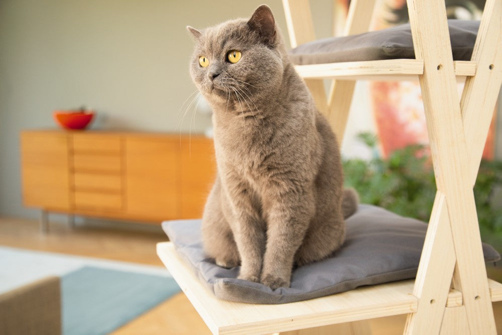 Mirza Houten Kattenmeubel De Leeuw Dierenwinkel