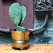 Load image into Gallery viewer, Brass Cactus
