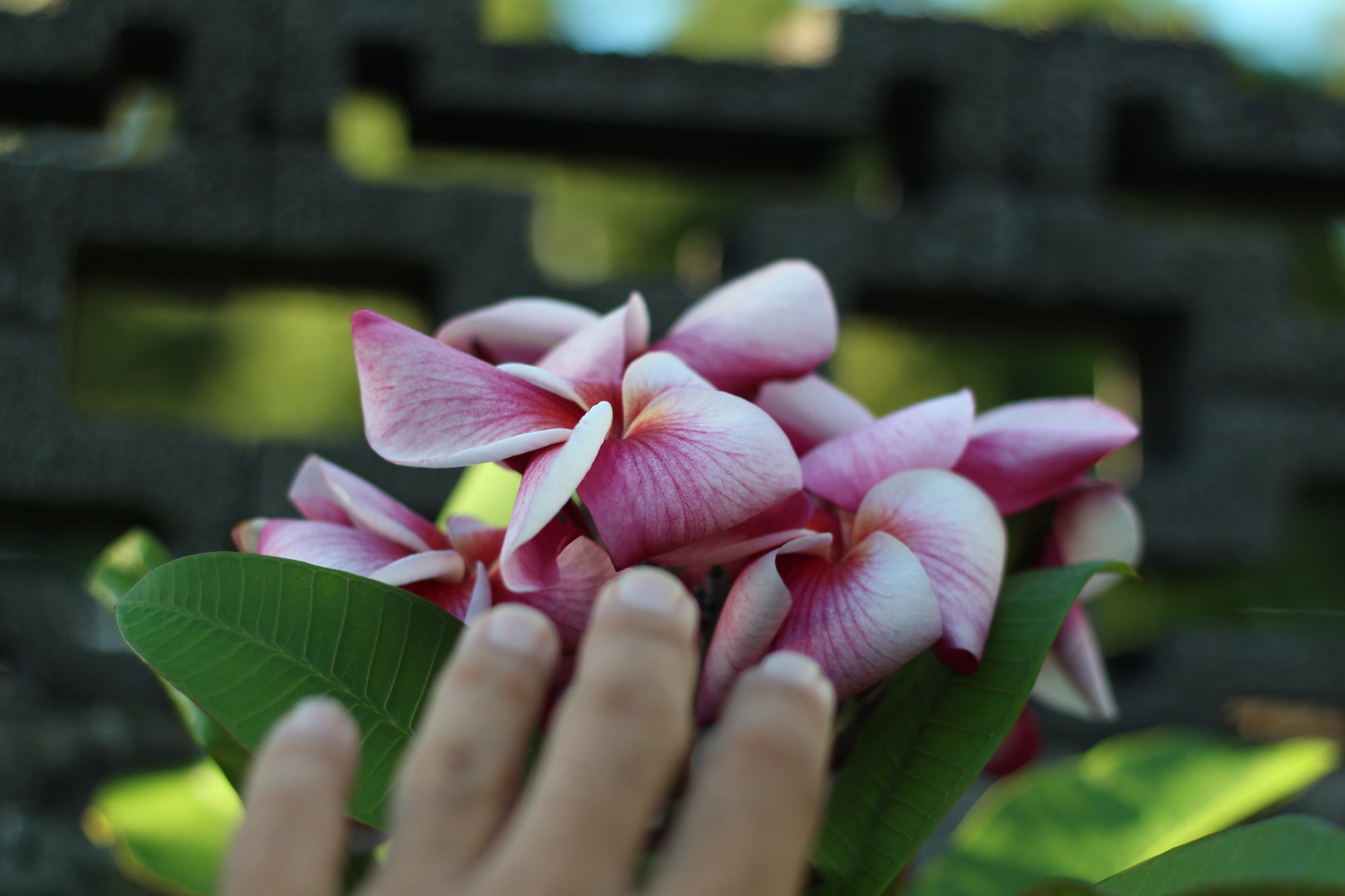 5 RAISONS DE PLANTER DES FLEURS DE FRANGIPANIERS CHEZ SOI - ArtOf Tahiti