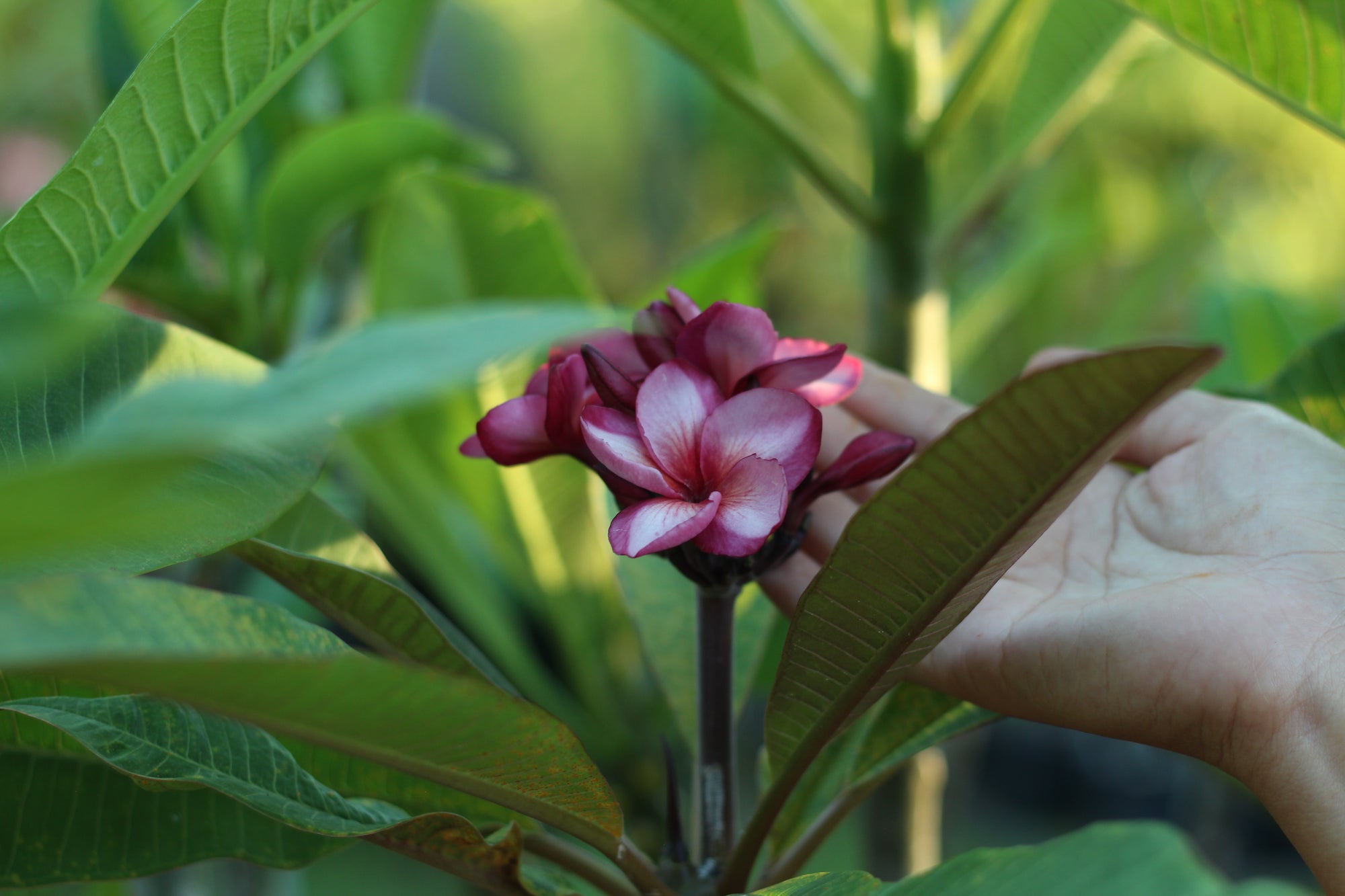 La fleur de frangipanier : l'exotisme à portée de main - ArtOf Tahiti