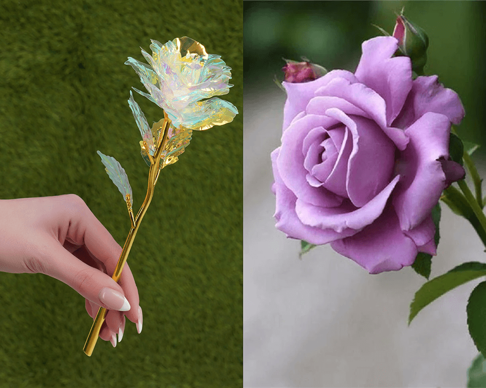 galaxy rose flower vs. fresh flower