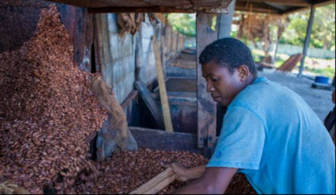 Les sacs sont vidés dans des bacs de fermentation (@mava)