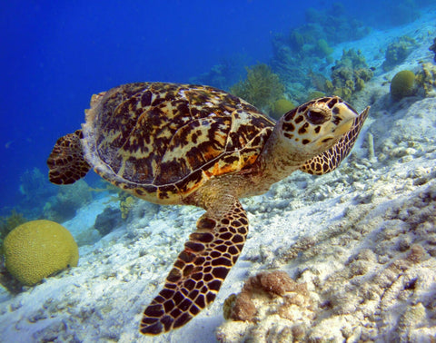 hawksbill turtle shell commonly used for early guitar picks