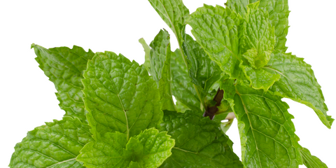 How to plant peppermint