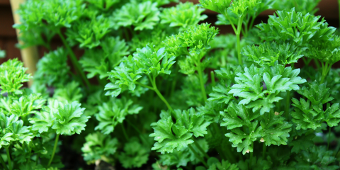 How to grow parsley from seeds