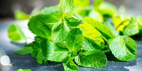 How to harvest and store mint