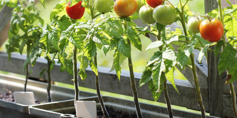 how to grow tomatoes in a pot