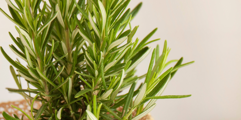 Tips and Tricks for growing rosemary indoors