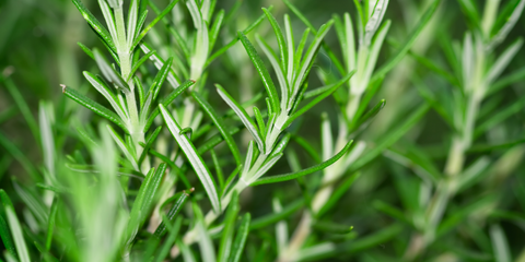 how to plant Rosemary from seeds