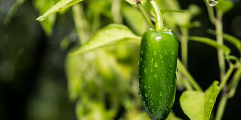how to grow jalapenos from seed