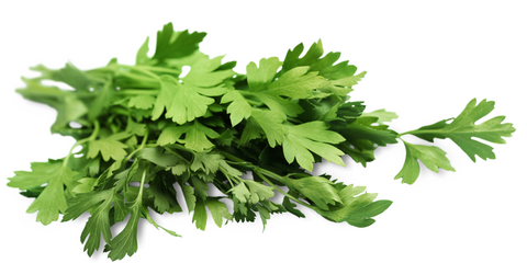 how to harvest and store parsley