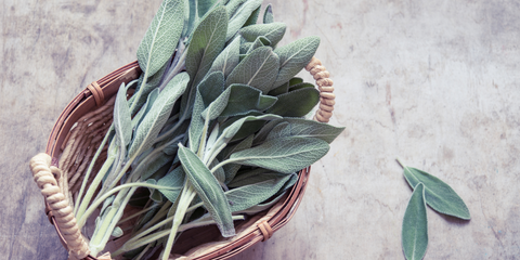 how to harvest and store sage