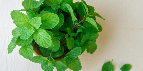 how to plant peppermint seeds