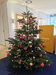 Kerstboom Roosdorp