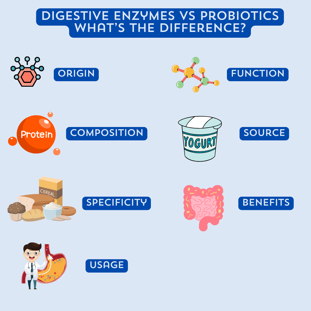 Digestive Enzymes vs Probiotics What’s The Difference?