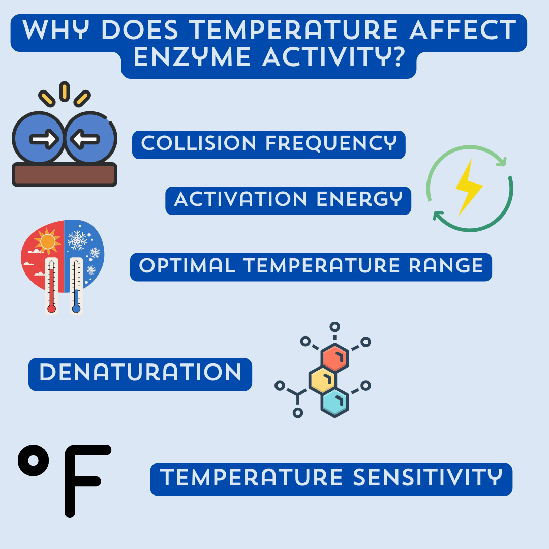 Why Does Temperature Affect Enzyme Activity?