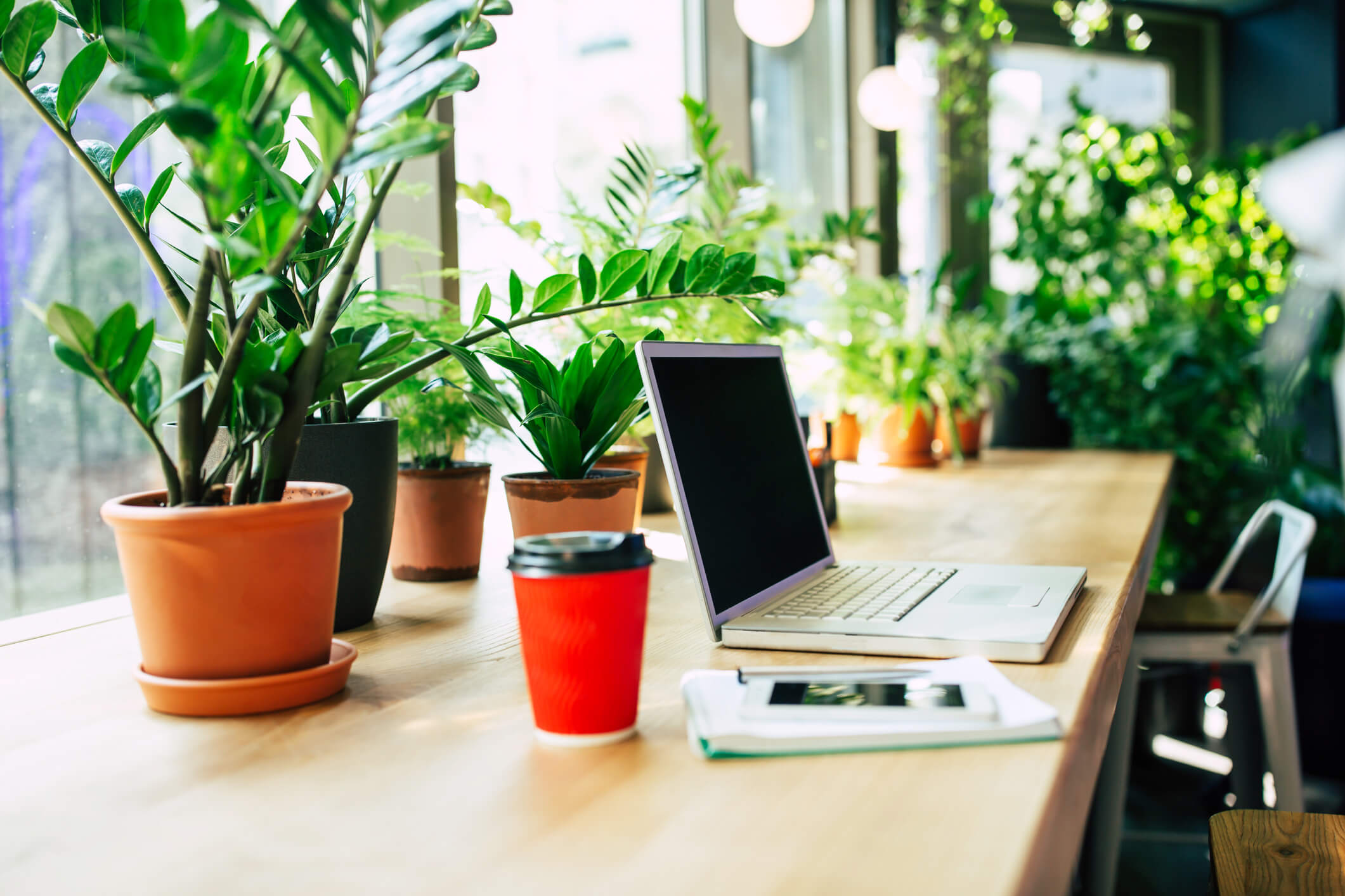 Must haves for the home office: plants on the desk in the home office.