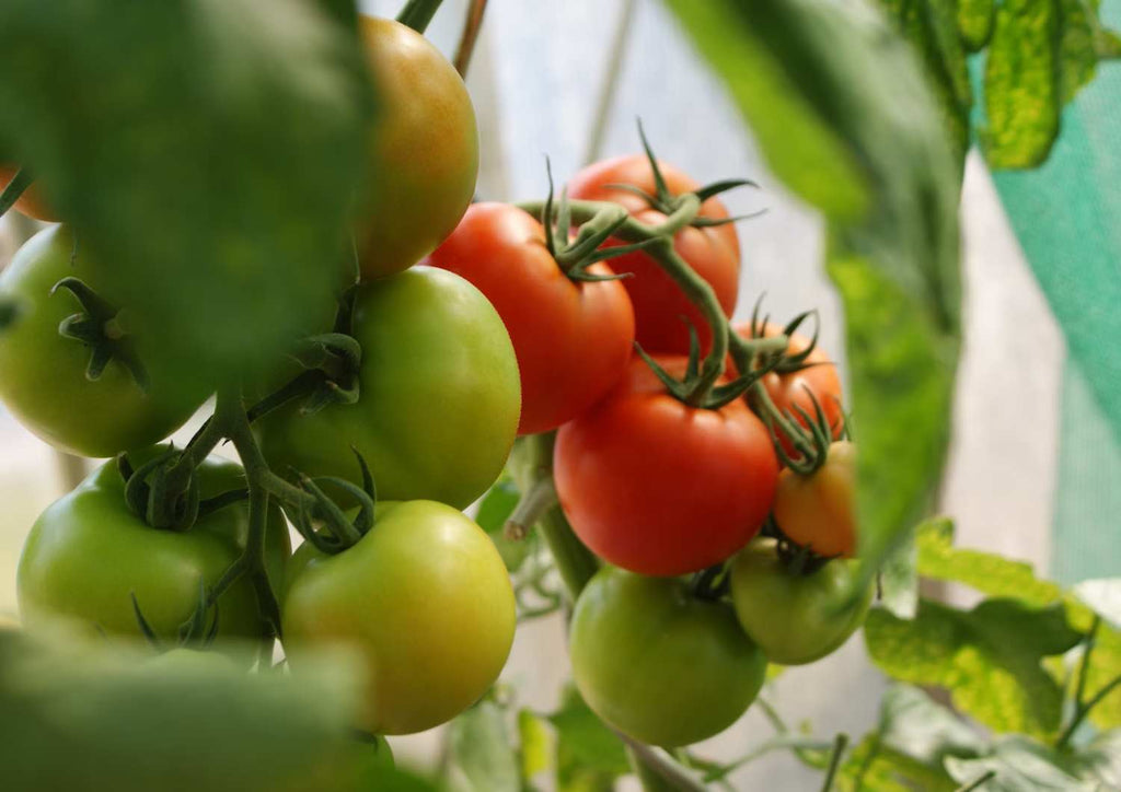 Reifende Tomatem im September