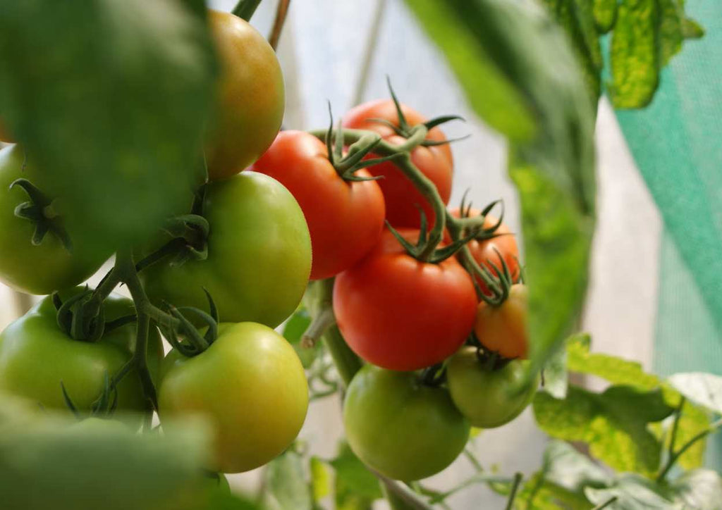 Tomaten im August