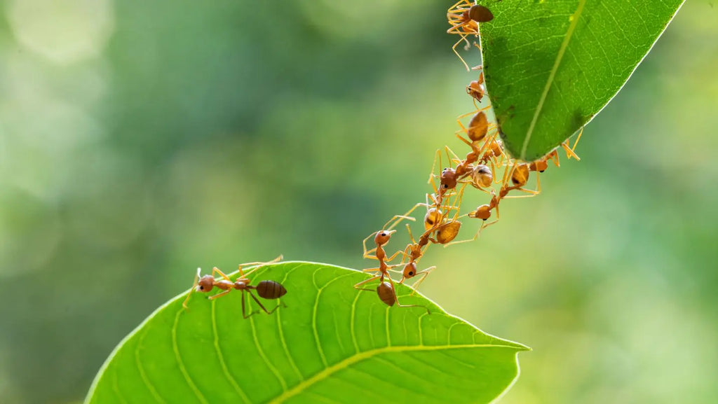 Ameisen bauen eine Brücke über zwei Blätter im Garten