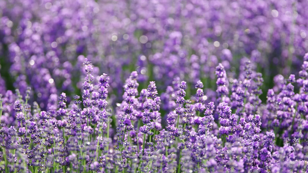 Nahaufnahme von Lavendel