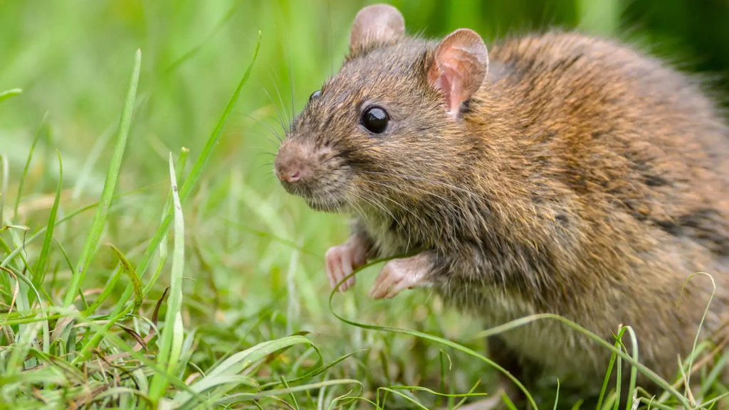 Nahaufnahme einer Ratte im Gras